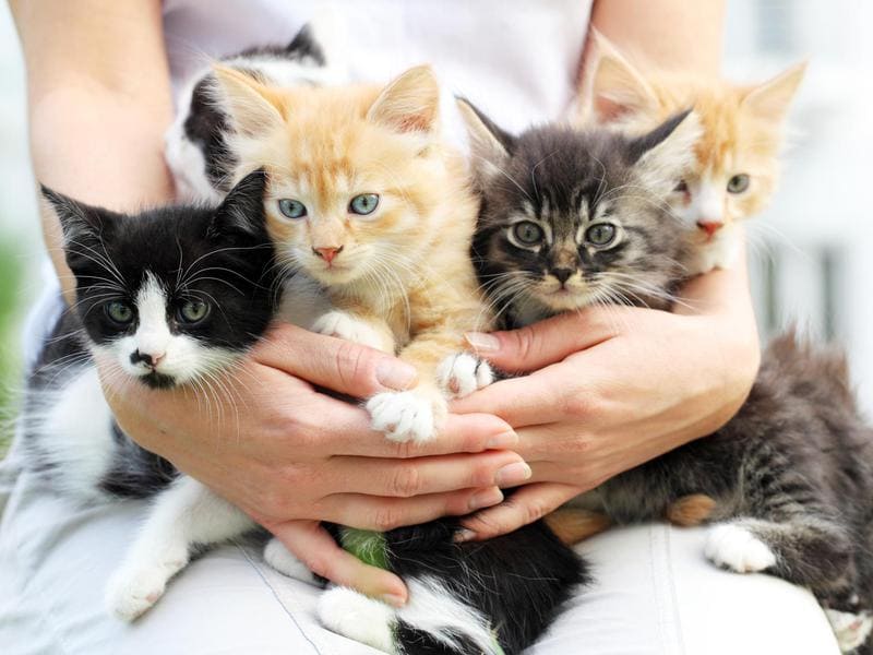 Chicago-Based Breeder Announces Availability of Rare Mink Ragdoll Kittens — Veterinarian-Bred, Health-Assured, and Ready for Loving Homes